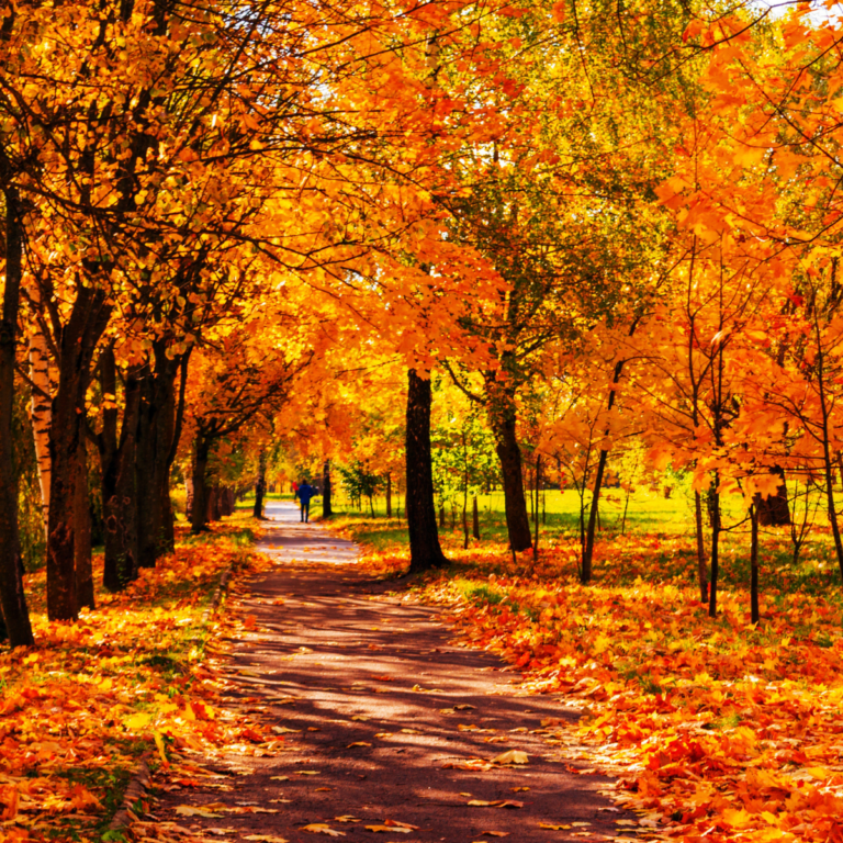 herfst - aftellen naar wildseizoen